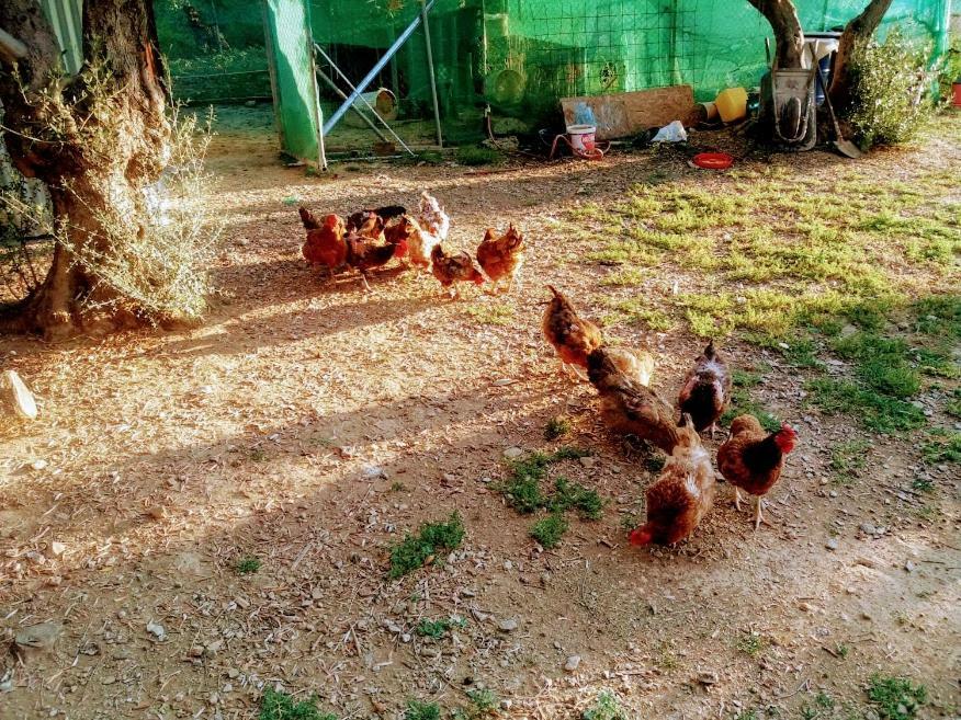 Dora'S Garden Villa Alexandroupoli Bagian luar foto